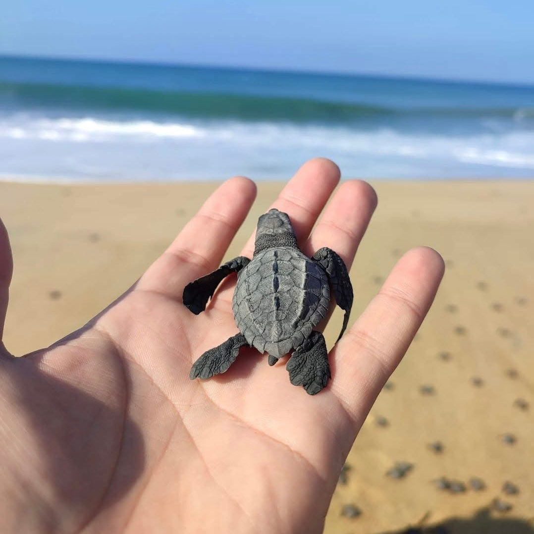 Tour a Playa Maruata | 05 de Julio 2026